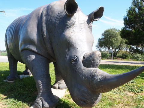 Tailem Bend Rhino Park And Dickson Reserve - Accommodation Directory 0