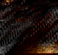 Tamborine Mountain Glow Worm Tours - Accommodation Directory