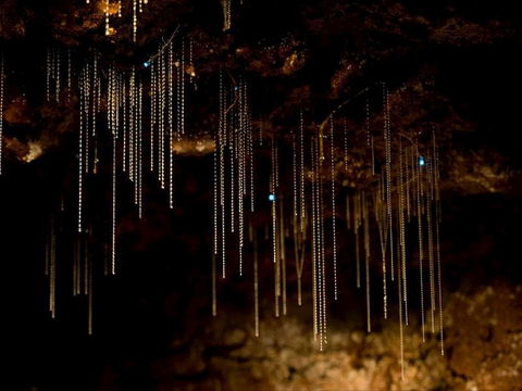 Tamborine Mountain Glow Worm Tours - Accommodation Directory 0