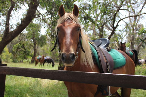 The Ranch - Accommodation Directory 2