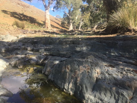 Three Creeks Station -Arkaroona Creek Walk - Accommodation Directory 0