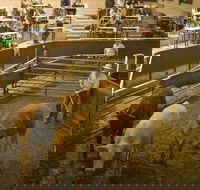 Wagga Wagga Livestock Marketing Centre - Accommodation Directory