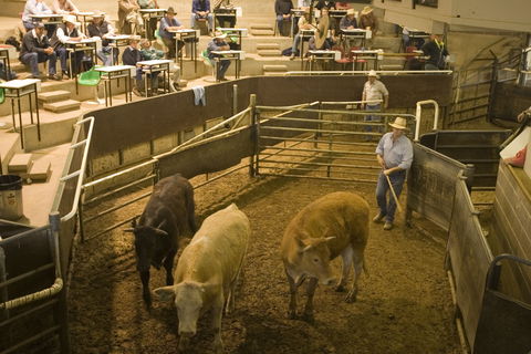 Wagga Wagga Livestock Marketing Centre - Accommodation Directory 0