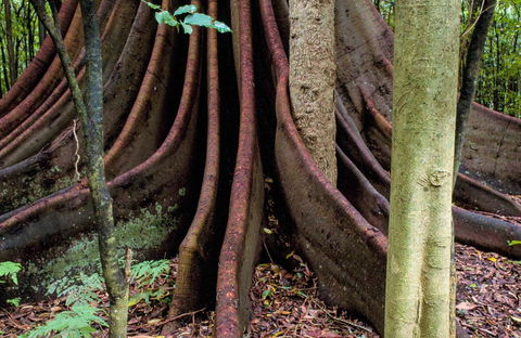 Wingham Brush Nature Reserve - Accommodation Directory 0