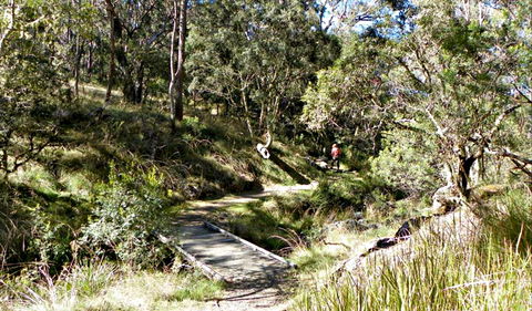 Wollomombi Walking Track - Accommodation Directory 0