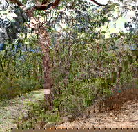 Yango Walking Track - Accommodation Directory