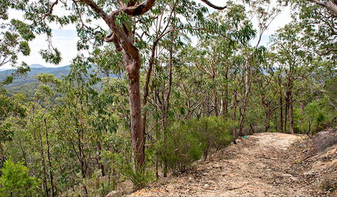 Yango Walking Track - Accommodation Directory 0