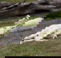 Yarra Valley Nocturnal Zoo - Accommodation Directory