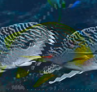 Beaver Reef Dive Site - Accommodation Directory