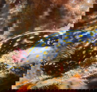 Cochrane Artificial Reef Dive Site - Accommodation Directory