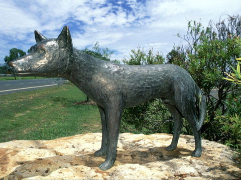 Dingo Statue - Accommodation Directory 0