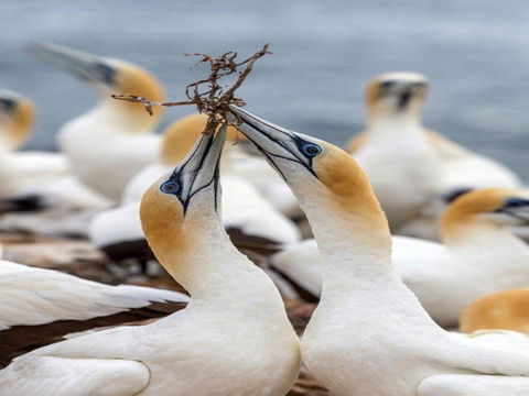 Gannets In Portland - Accommodation Directory 0