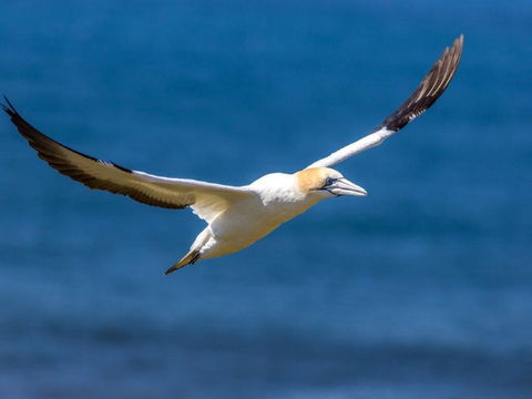 Gannets In Portland - Accommodation Directory 1