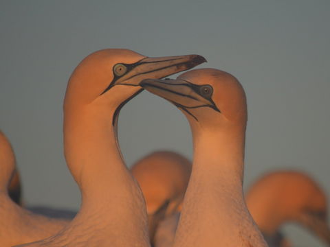Gannets In Portland - Accommodation Directory 2