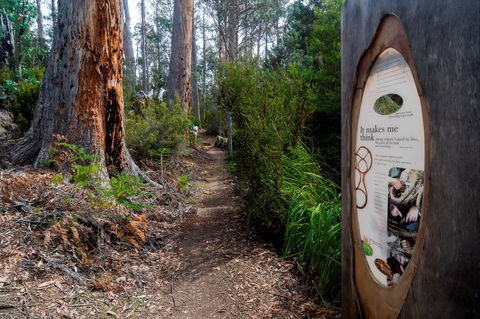 Lake St Clair (Cradle Mountain  - Lake St Clair National Park) - Accommodation Directory 2