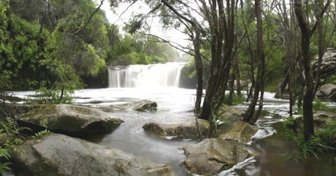 Nellies Glen Carrington Falls - Accommodation Directory 0
