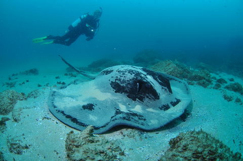 Nine Mile Reef Dive Site - Accommodation Directory 1