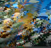 Norseman - Accommodation Directory