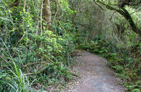 Rainforest Walking Track, Roberston Nature Reserve - Accommodation Directory 0