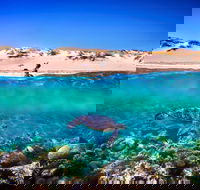 Snorkel the Ningaloo Reef - Accommodation Directory