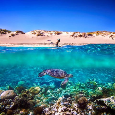 Snorkel The Ningaloo Reef - Accommodation Directory 0