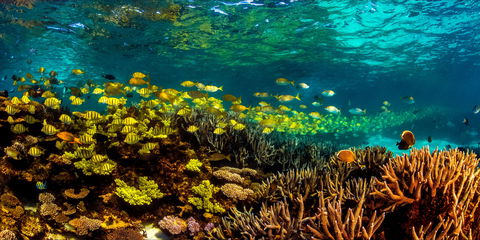 Snorkel The Ningaloo Reef - Accommodation Directory 2