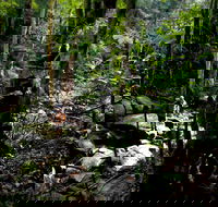 Strickland State Forest - Accommodation Directory