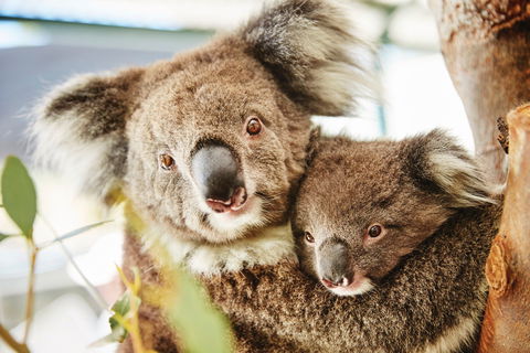 Swan Valley Kids In The Valley Trail - Accommodation Directory 1