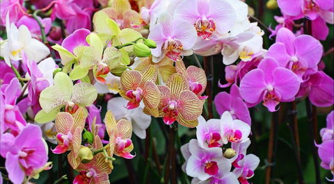 Tinonee Orchid Nursery - Accommodation Directory 0