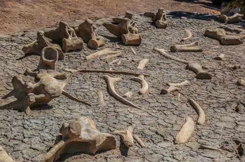 Australian Age Of Dinosaurs - Accommodation Directory 2