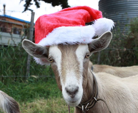 Bream Creek Farmers Market - Accommodation Directory 0