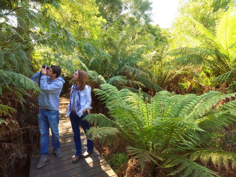 Endeavour Fern Gully Walks - Accommodation Directory 0
