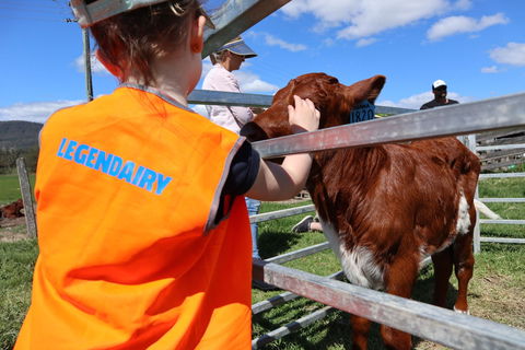Farm Visit  Dungog - Accommodation Directory 0