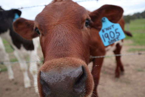 Farm Visit  Dungog - Accommodation Directory 2