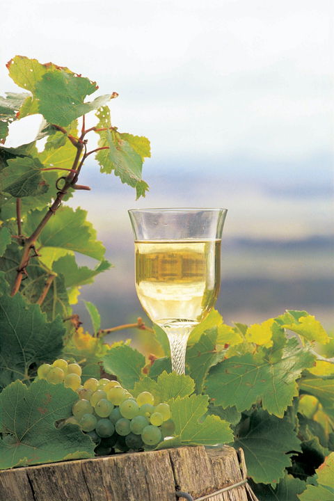 Flavours Of The Porongurup Range Trail - Accommodation Directory 0