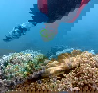 Geoffrey Bay Snorkel Trail - Accommodation Directory