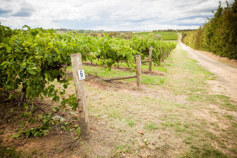 Grove Estate Wines - Accommodation Directory 0