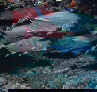 Hiros Cave and The Tubes - Accommodation Directory