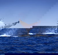 Humpback Whales - Accommodation Directory