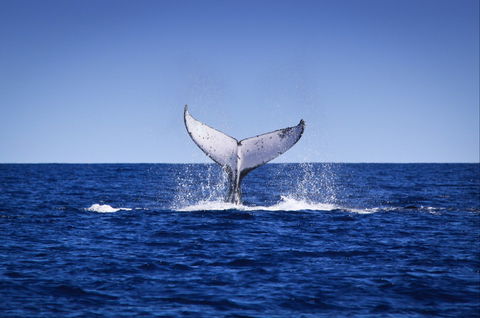 Humpback Whales - Accommodation Directory 0