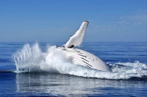 Humpback Whales - Accommodation Directory 1