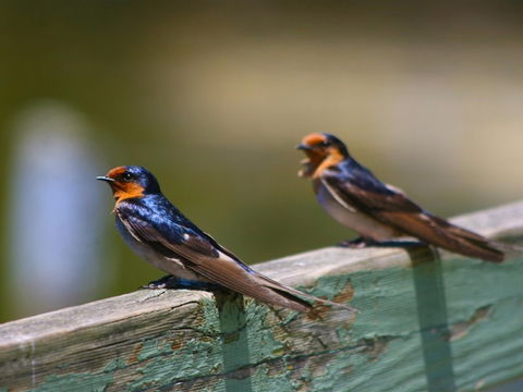 Hunter Wetlands Centre - Accommodation Directory 2