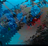 Severance Shipwreck Dive Site - Accommodation Directory