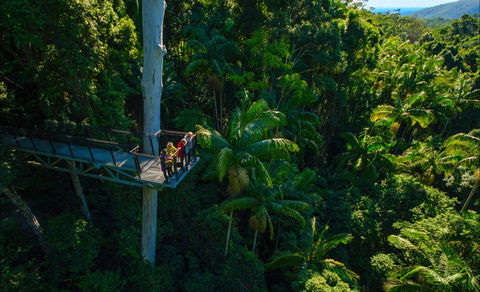 Tamborine Rainforest Skywalk - Accommodation Directory 0