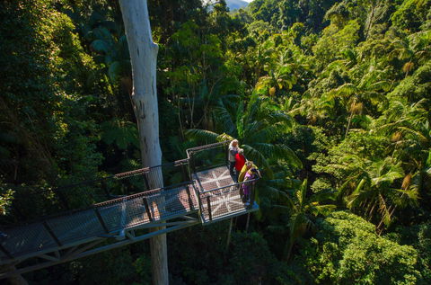 Tamborine Rainforest Skywalk - Accommodation Directory 1