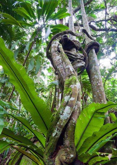 Tamborine Rainforest Skywalk - Accommodation Directory 2