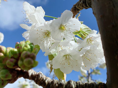 Tasmania Birchs Bay Cherries - Accommodation Directory 0