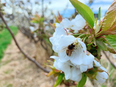 Tasmania Birchs Bay Cherries - Accommodation Directory 1