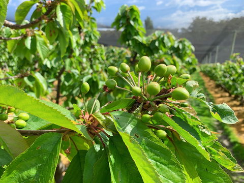 Tasmania Birchs Bay Cherries - Accommodation Directory 2