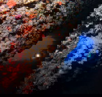 The Blowhole - Accommodation Directory